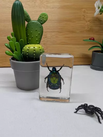 plant/Bugs in resin 🪲🕷️🦗🐜🪳🪰🦟 *You pick*-0-thumbnail