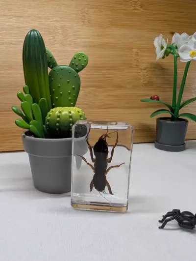 plant/Bugs in resin 🪲🕷️🦗🐜🪳🪰🦟 *You pick*-4-thumbnail