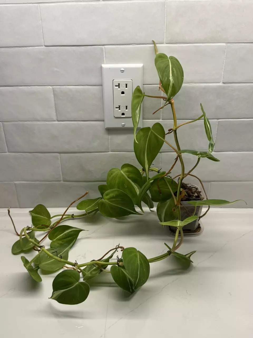 plant/Philodendron Rio-0