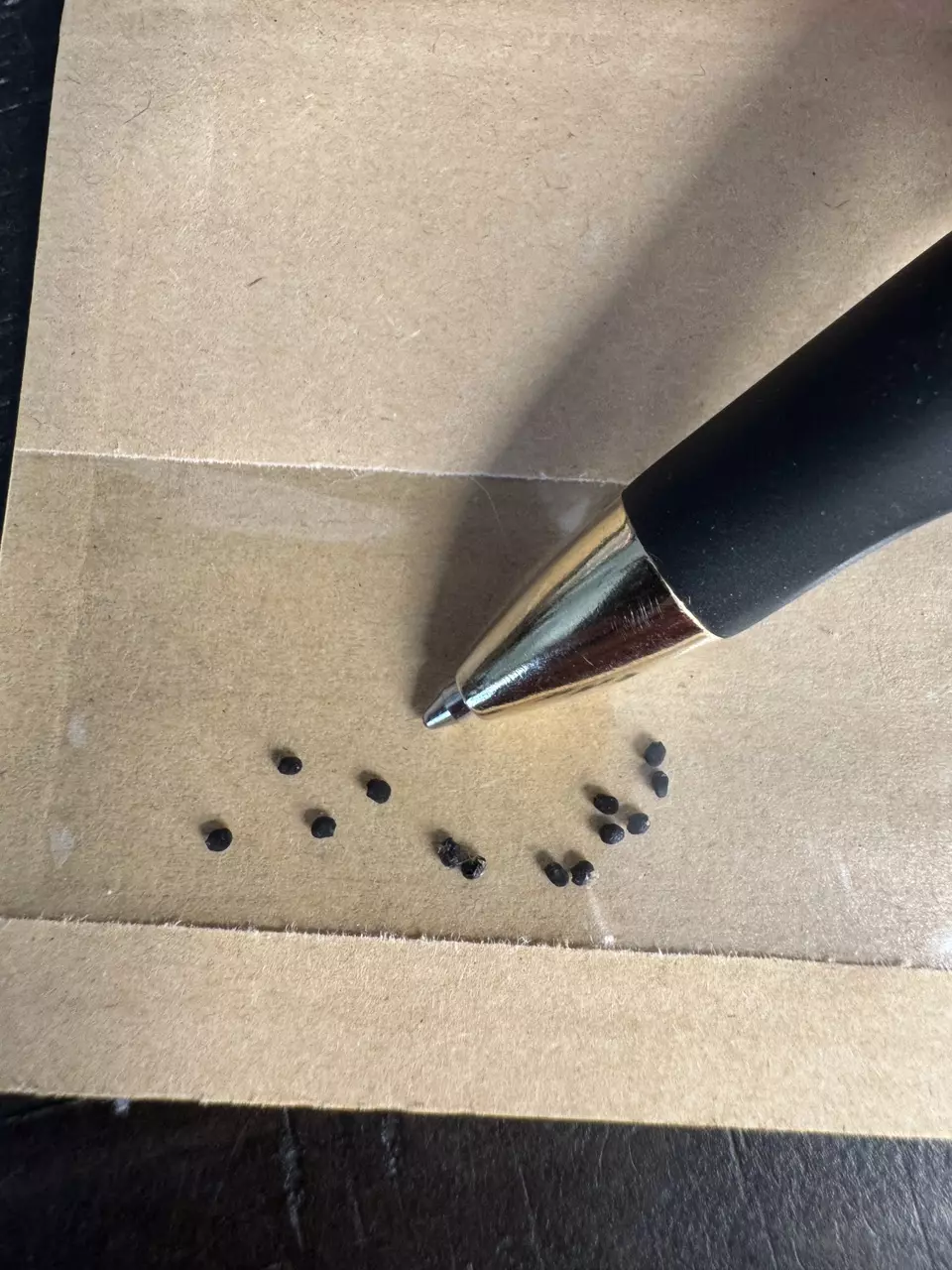 plant/10 - SEEDS - Ariocarpus Retusus-1