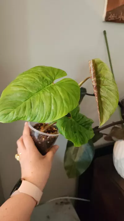 plant/Philodendron Majestic-2-thumbnail