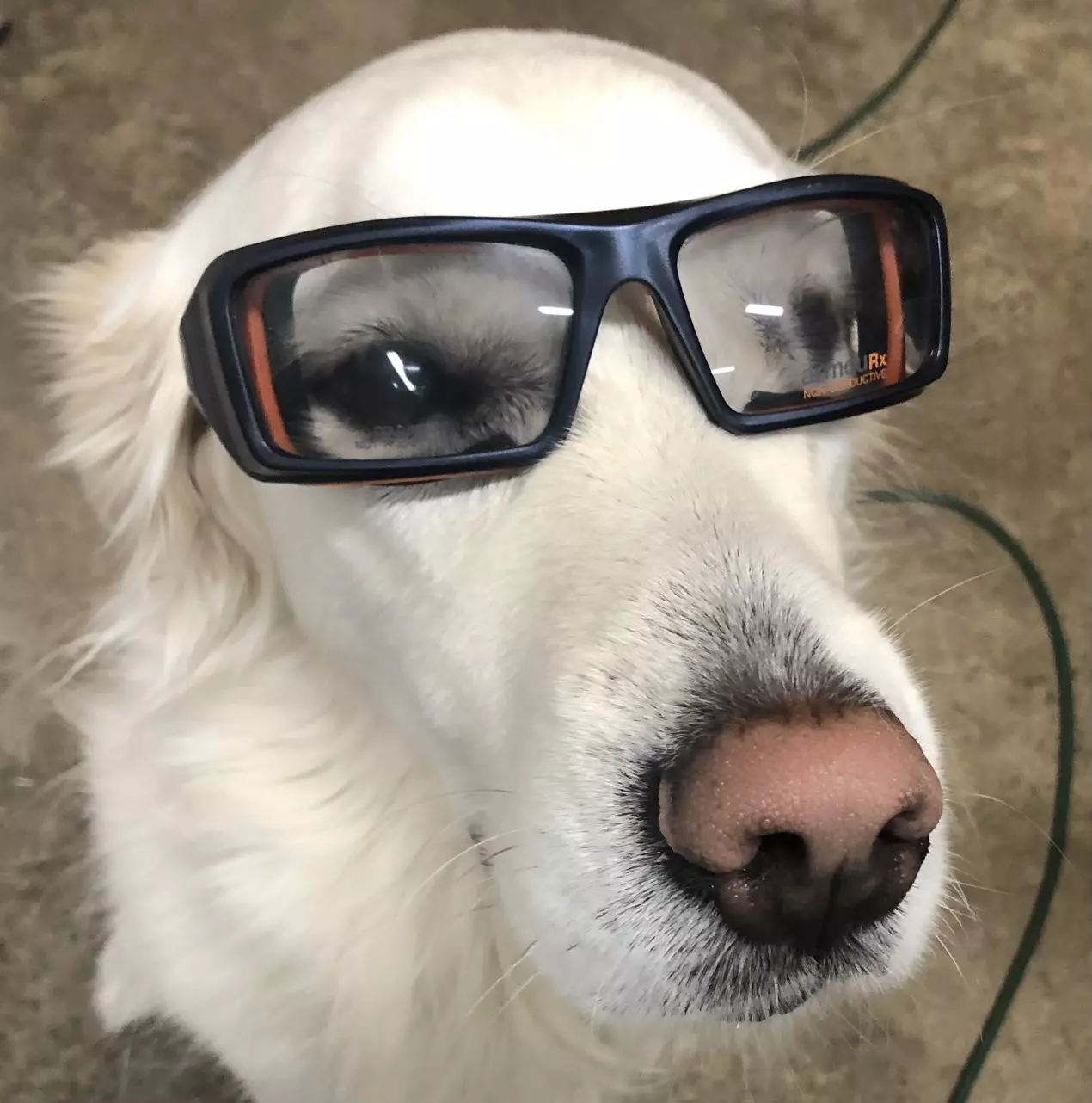 plant/Carnivorous Plant Mystery Box-0