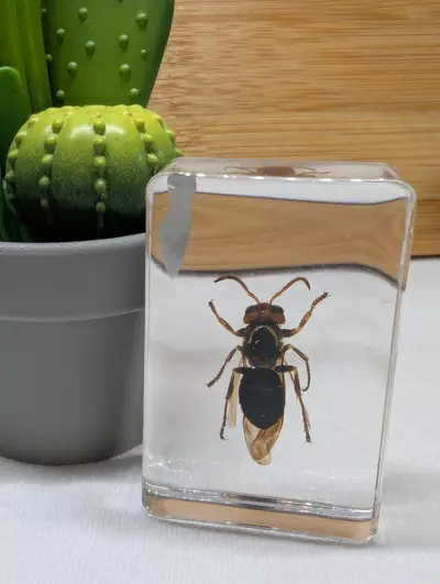 plant/Bugs in resin 🪲🕷️🦗🐜🪳🪰🦟 *You pick*-2-thumbnail