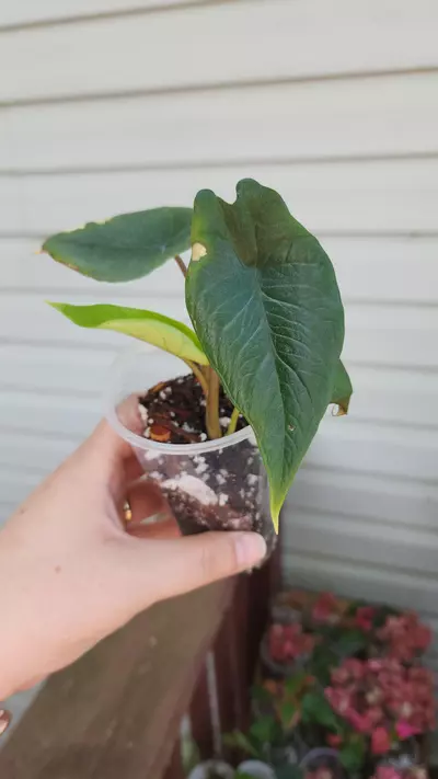 plant/Alocasia Scalprum-2-thumbnail