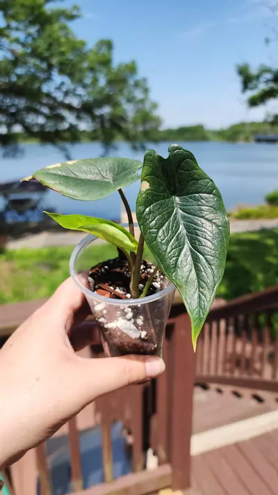 plant/Alocasia Scalprum-0-thumbnail
