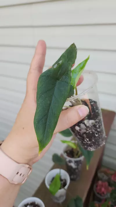 plant/Alocasia Scalprum-7-thumbnail