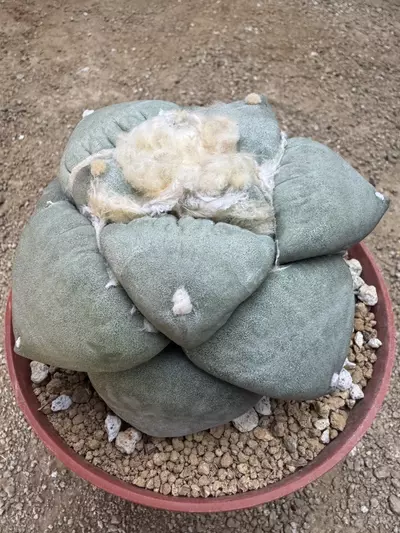 plant/10 - SEEDS Ariocarpus retusus cv. Frumdosus brevituberosus x Cauliflower-0-thumbnail