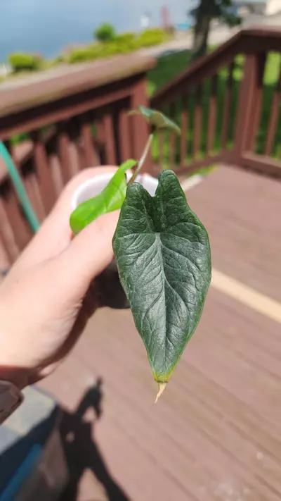 plant/Alocasia Scalprum-3-thumbnail