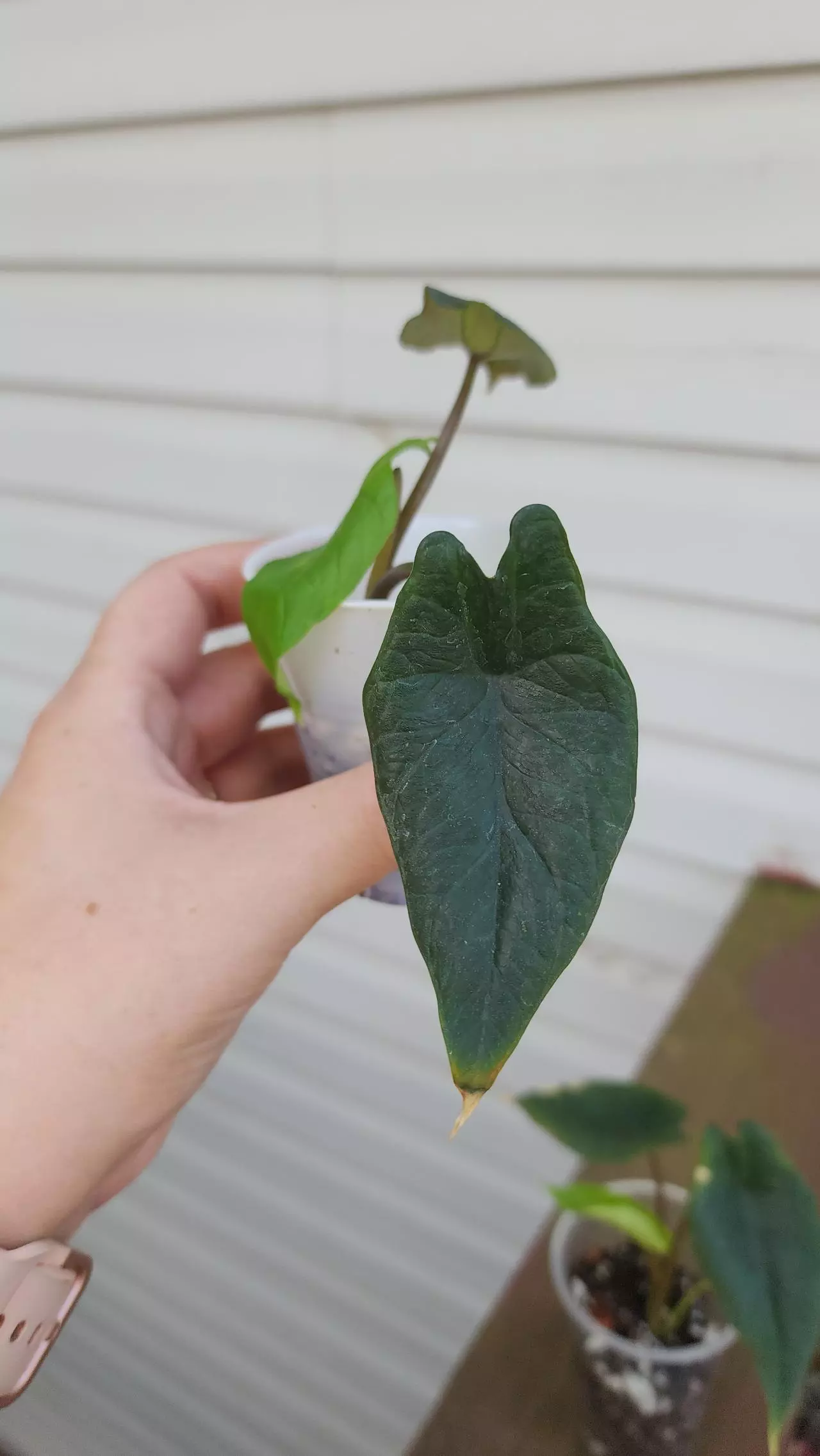 plant/Alocasia Scalprum-1