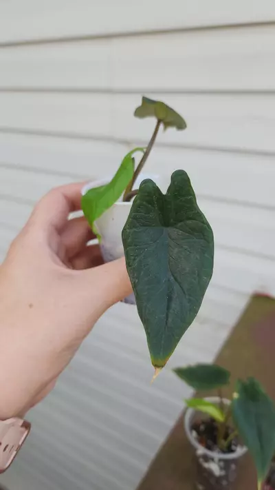 plant/Alocasia Scalprum-1-thumbnail