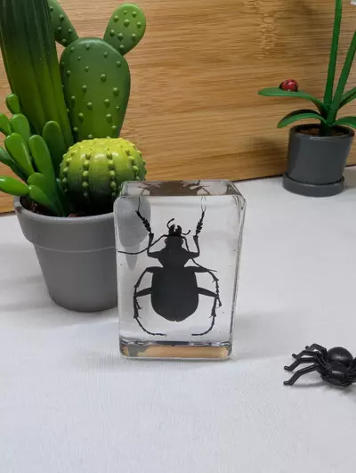 plant/Bugs in resin 🪲🕷️🦗🐜🪳🪰🦟 *You pick*-1-thumbnail