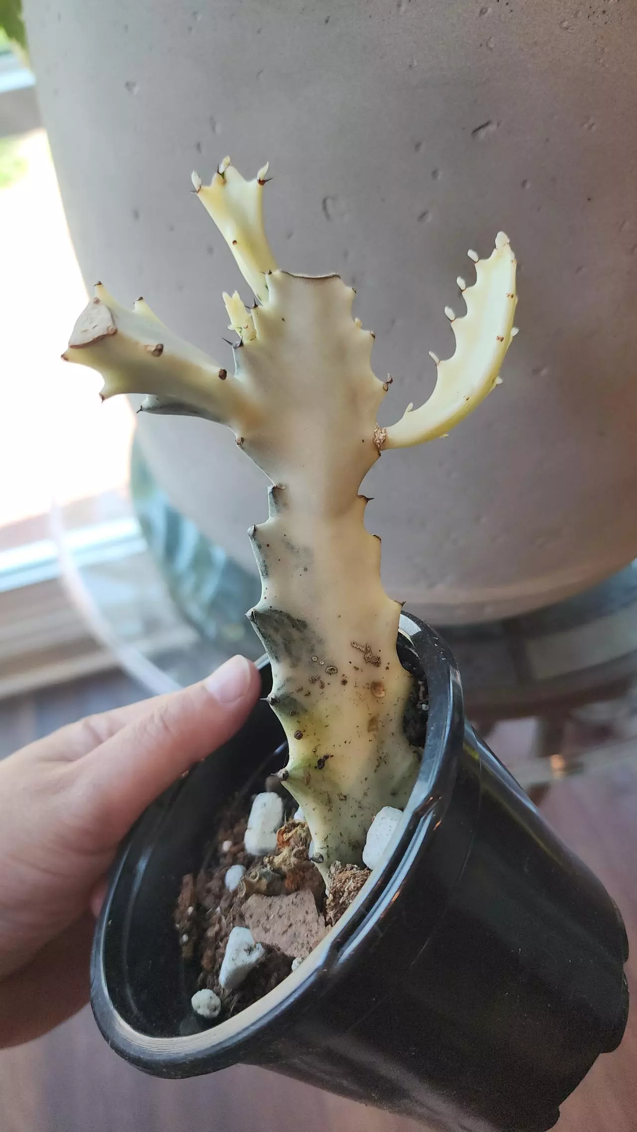 plant/Euphorbia ghost- medium-0