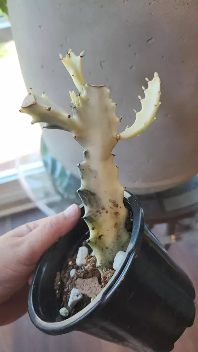 plant/Euphorbia ghost- medium-0-thumbnail