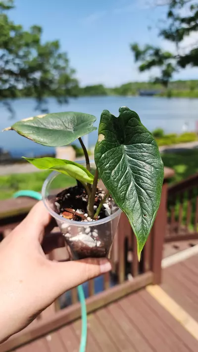 plant/Alocasia Scalprum-5-thumbnail