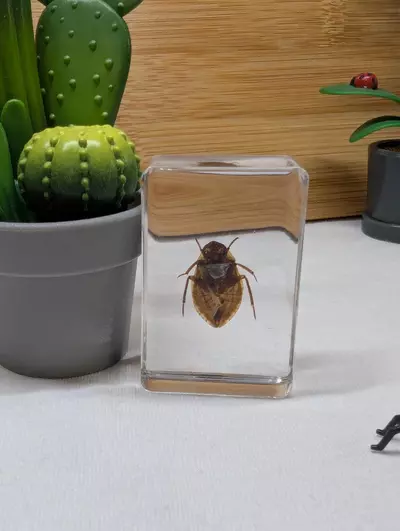 plant/Bugs in resin 🪲🕷️🦗🐜🪳🪰🦟 *You pick*-7-thumbnail
