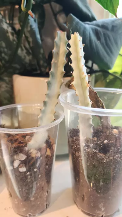 plant/Euphorbia Ghost small-0-thumbnail