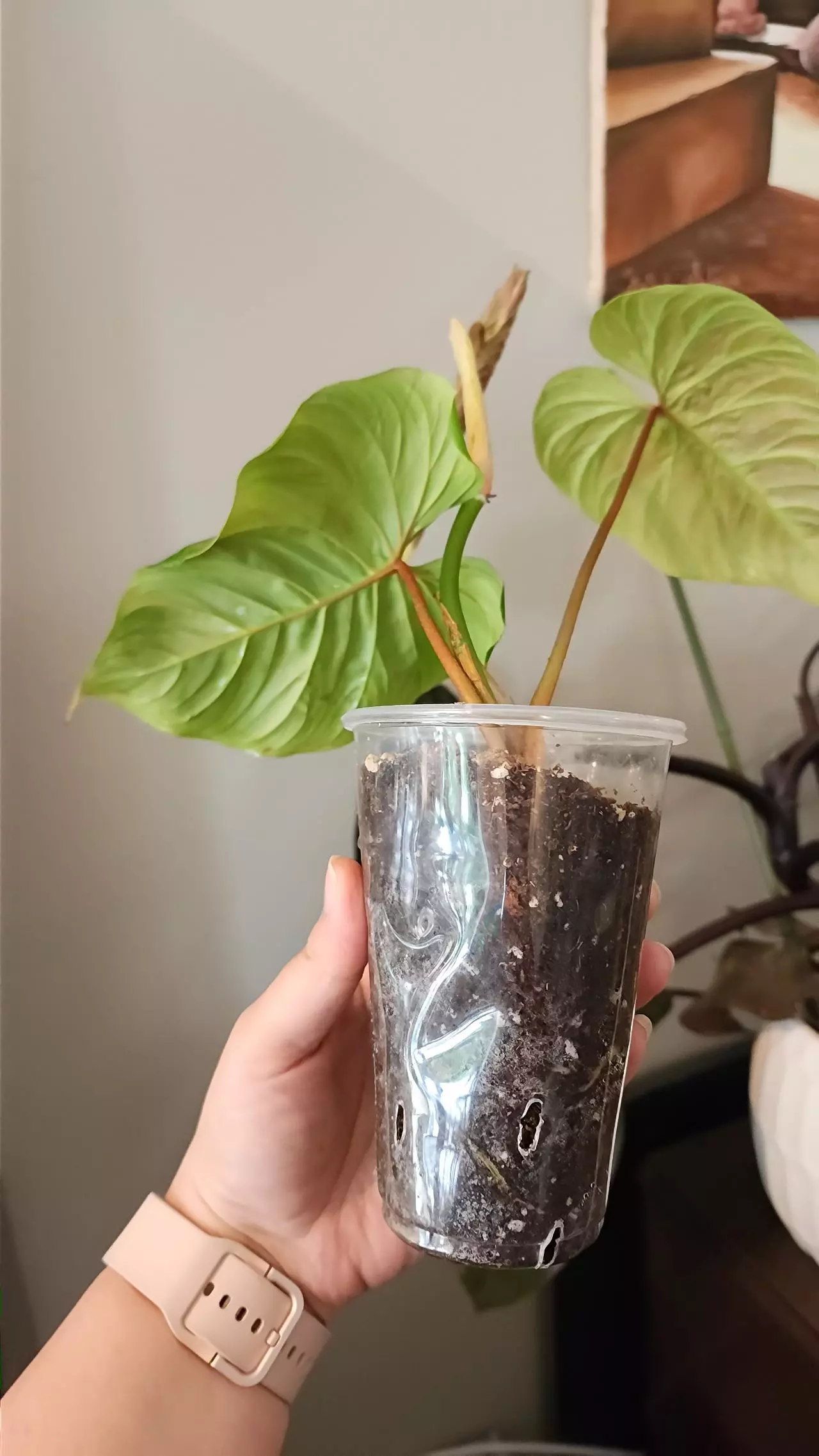 plant/Philodendron Majestic-3