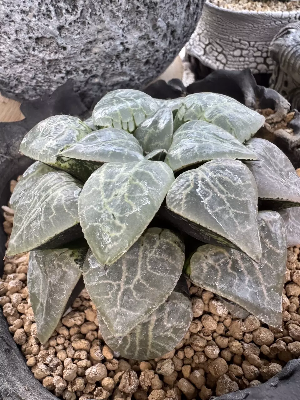 plant/10 - SEEDS Haworthia comptoniana 'Suisho'-1