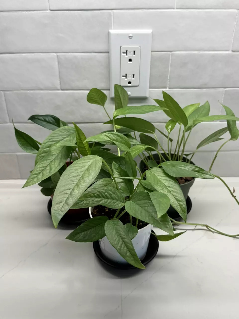 plant/Cebu Blue Pothos-0