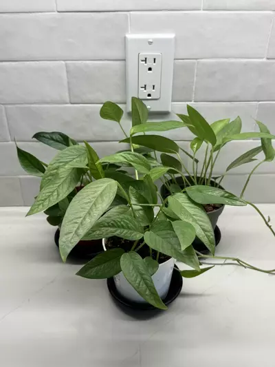 plant/Cebu Blue Pothos-0-thumbnail