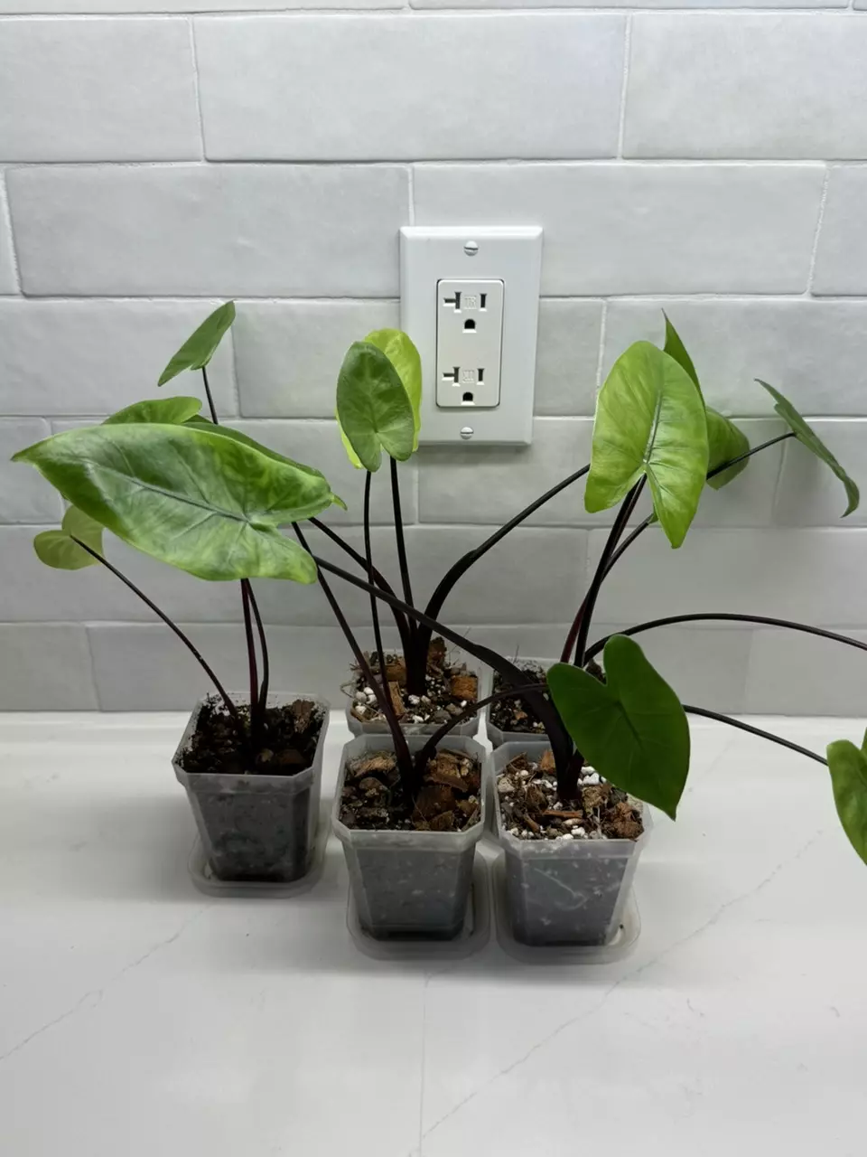 plant/Alocasia Black Stem-0