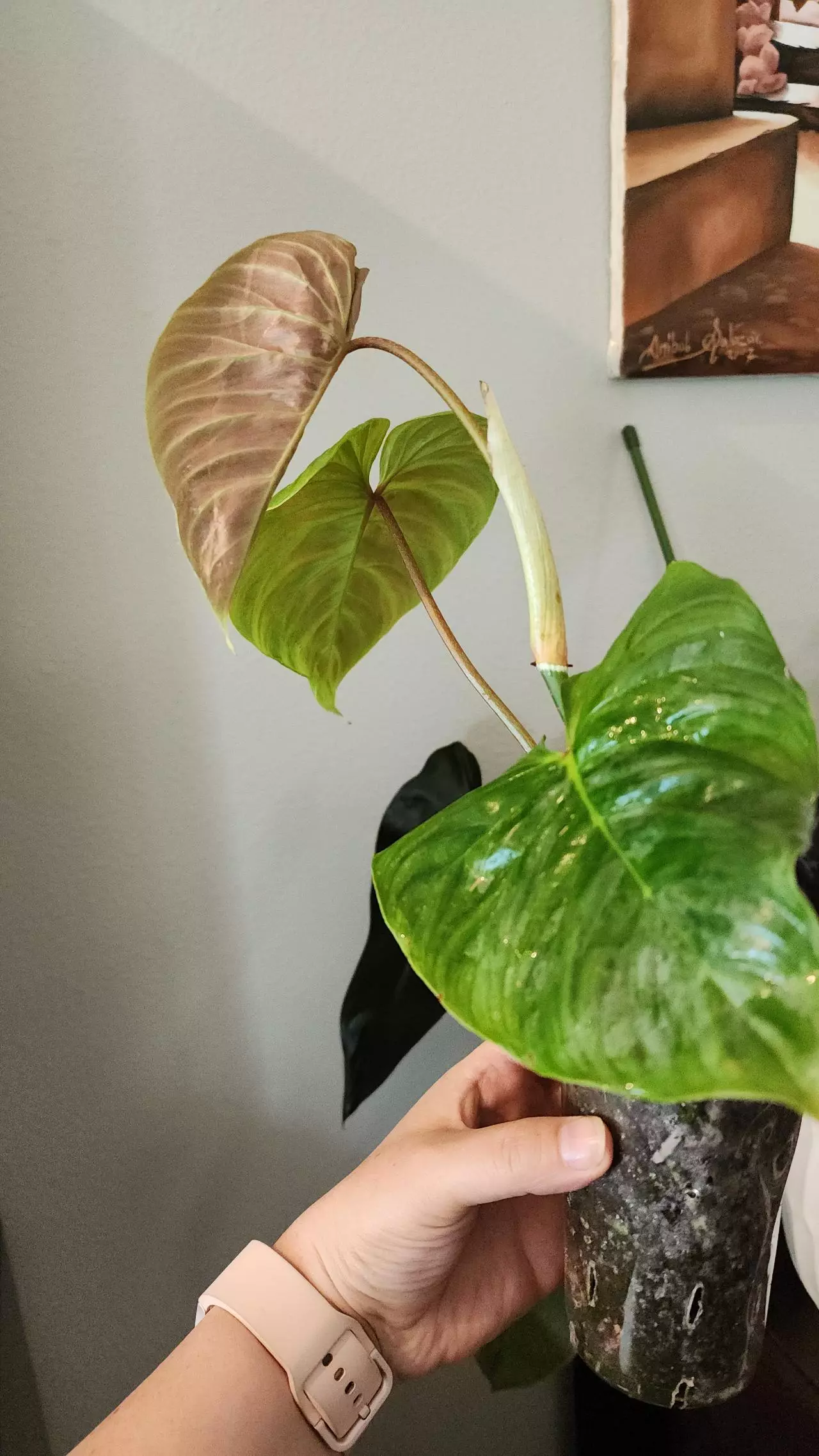 plant/Philodendron Majestic-1