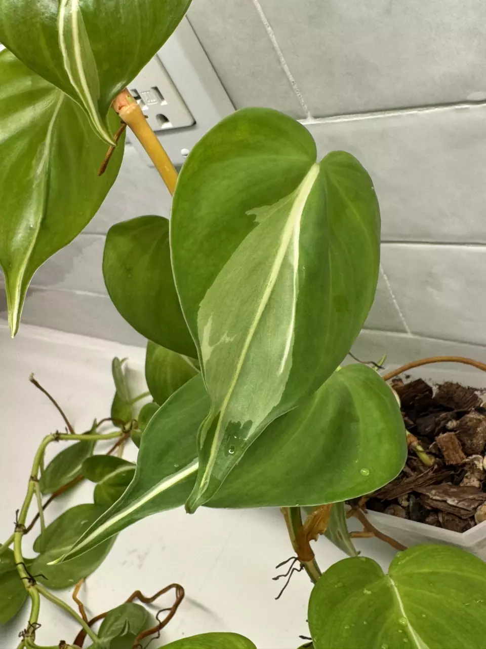 plant/Philodendron Rio-1