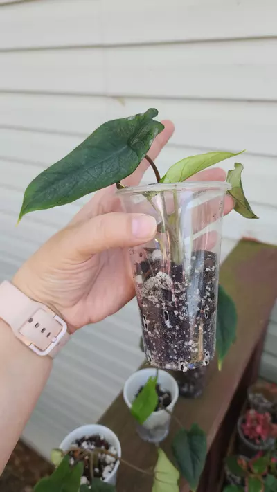 plant/Alocasia Scalprum-6-thumbnail