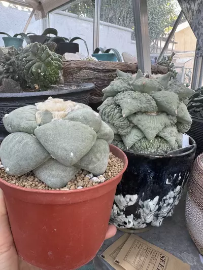 plant/10 - SEEDS Ariocarpus retusus cv. Frumdosus brevituberosus x Cauliflower-1-thumbnail