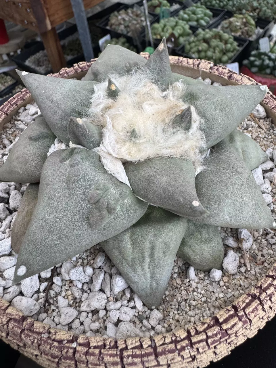 plant/10 - SEEDS - Ariocarpus Retusus-0