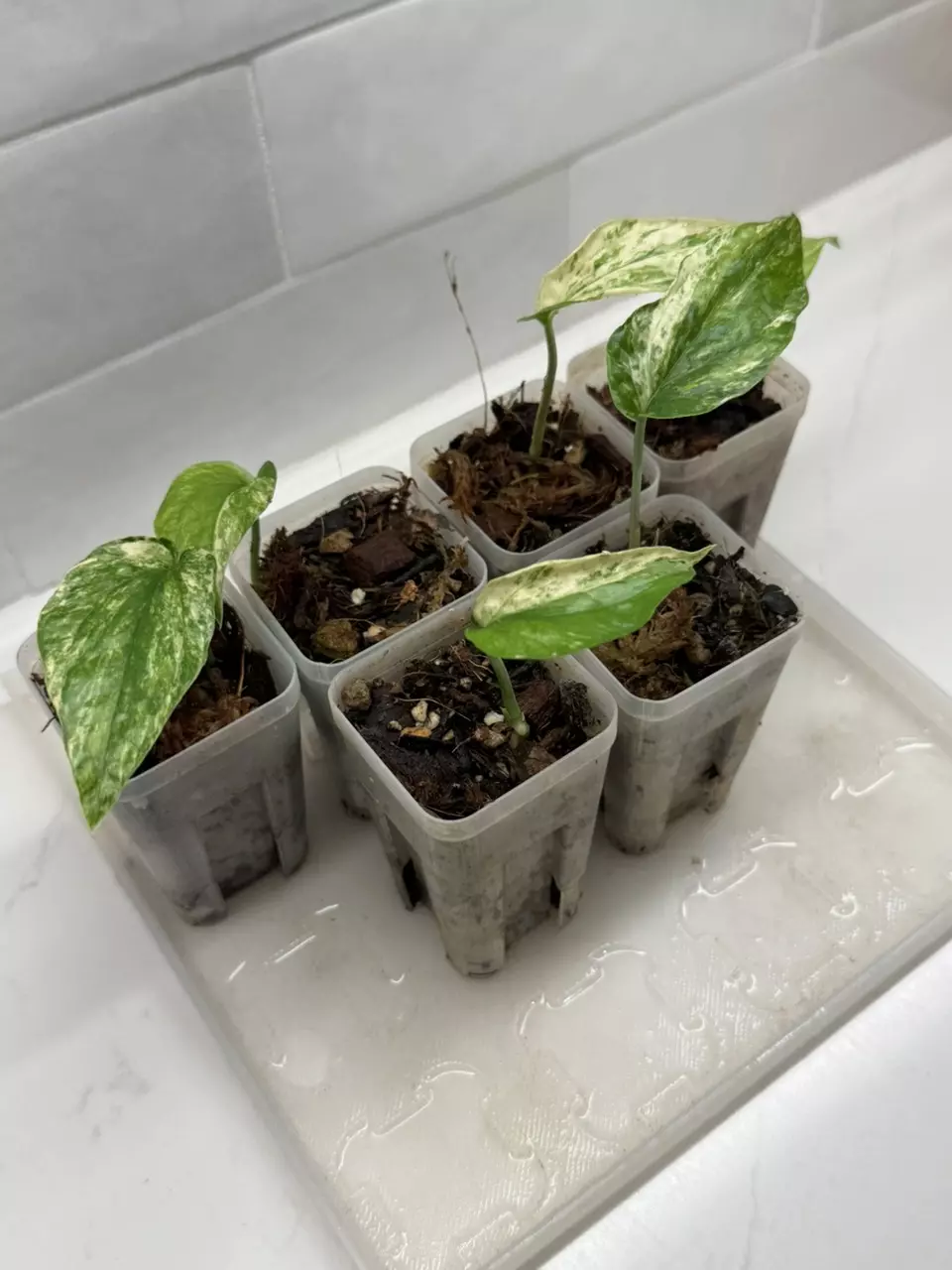 plant/Amydrium zippelianum ‘Variegata’-1