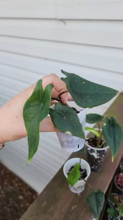 plant/Alocasia Scalprum-4-thumbnail