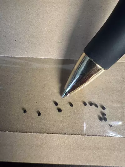 plant/10 - SEEDS Ariocarpus retusus cv. Frumdosus brevituberosus x Cauliflower-2-thumbnail