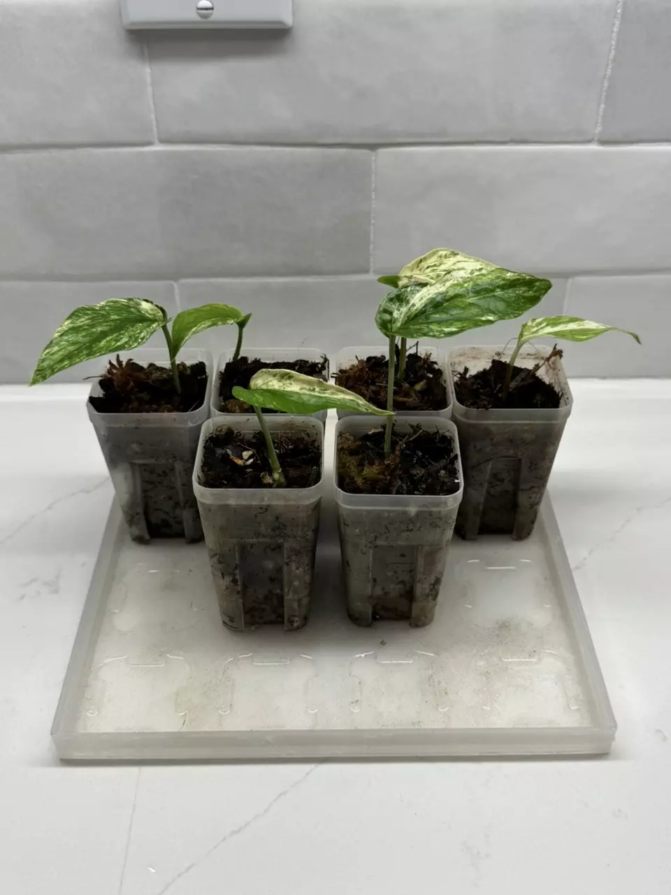 plant/Amydrium zippelianum ‘Variegata’-0