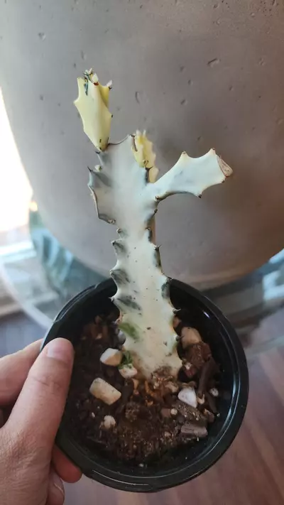 plant/Euphorbia ghost- medium-1-thumbnail