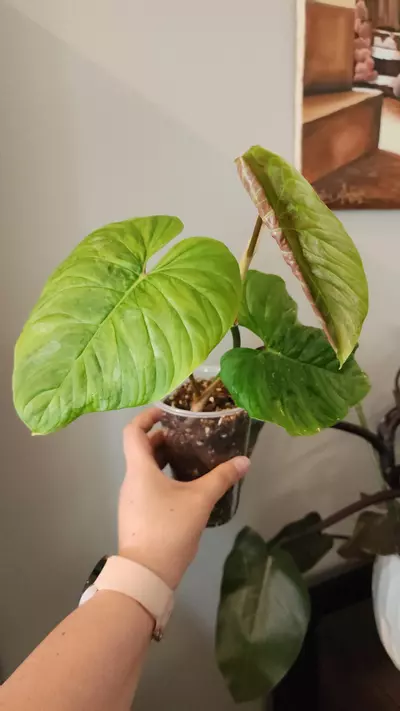 plant/Philodendron Majestic-0-thumbnail