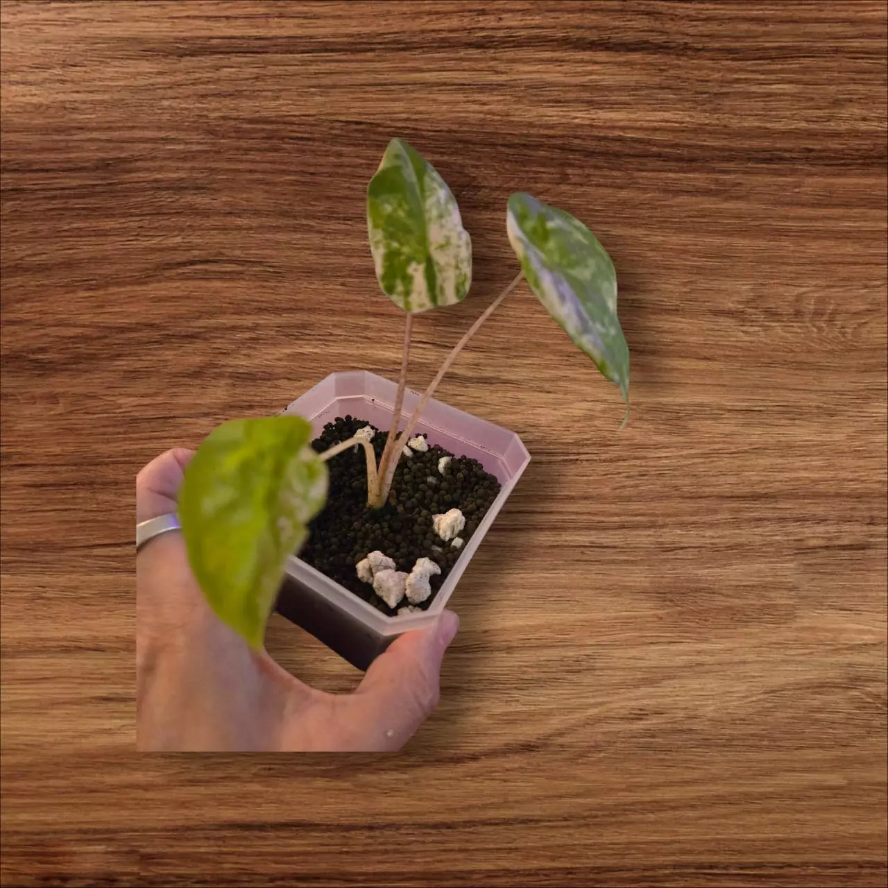 plant/Alocasia Odora Batik-1