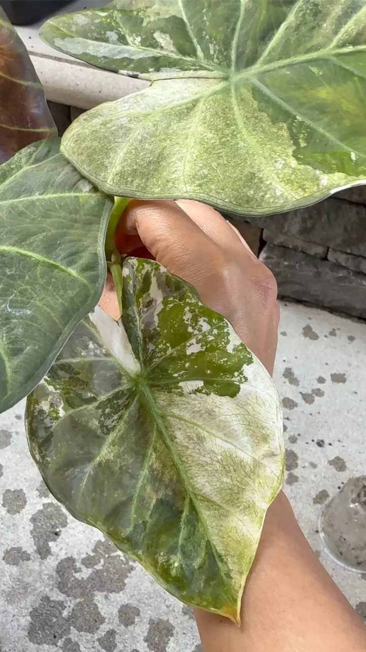 plant/Alocasia regal shield mint corm-0
