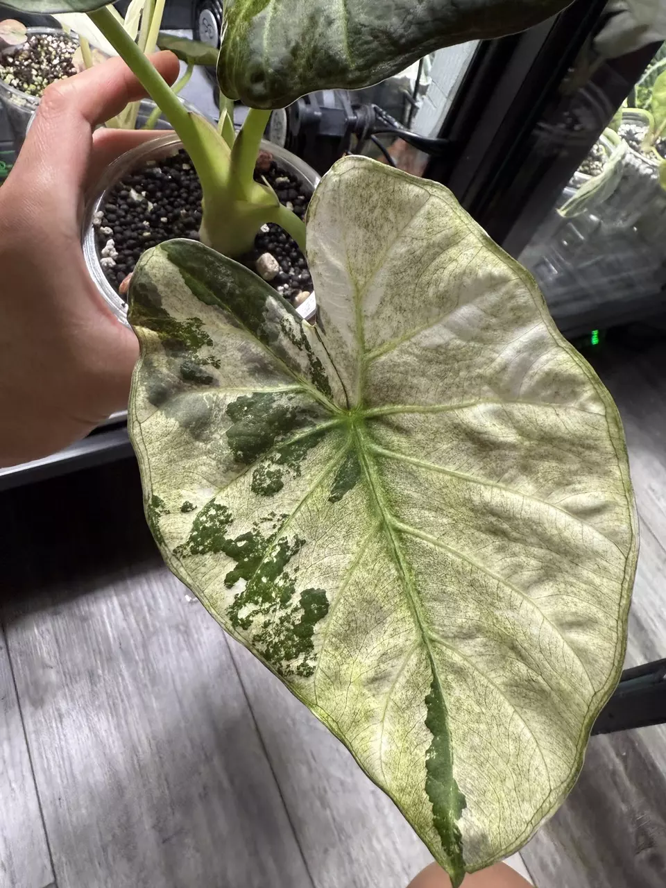 plant/Alocasia regal shield mint corm-2