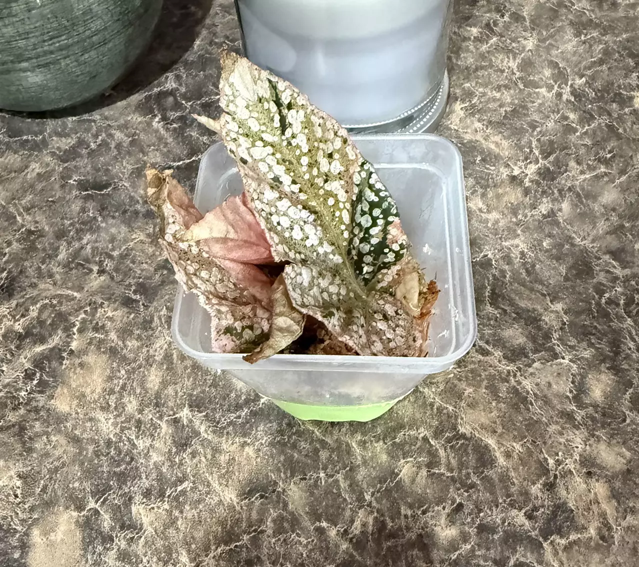 plant/Extremely Rare Pink Variegated Snow Capped Begonia - lightly rooted cutting-0