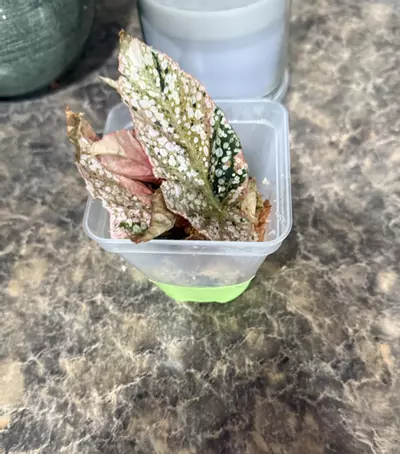 plant/Extremely Rare Pink Variegated Snow Capped Begonia - lightly rooted cutting-1-thumbnail
