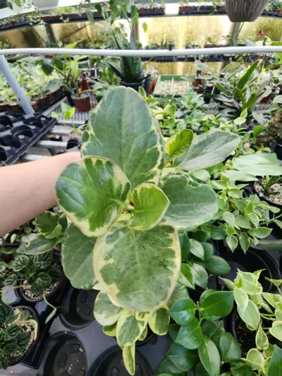 heat_pack/Label-0-thumbnail