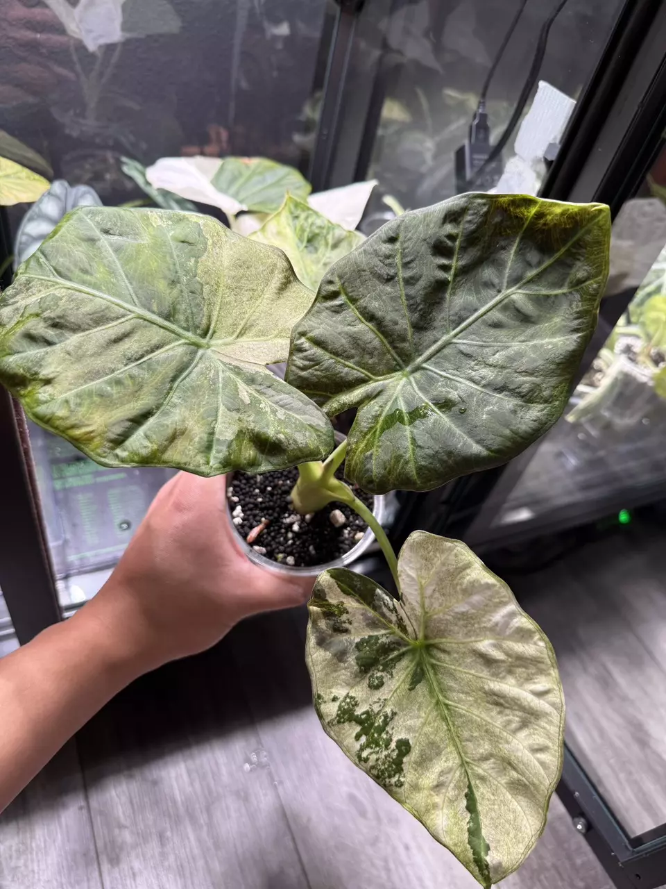 plant/Alocasia regal shield mint corm-1