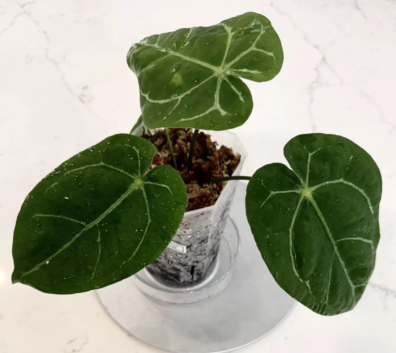 plant/Anthurium Hoffmanii x AOS “Indo/Green Form” in Cataphyll-2