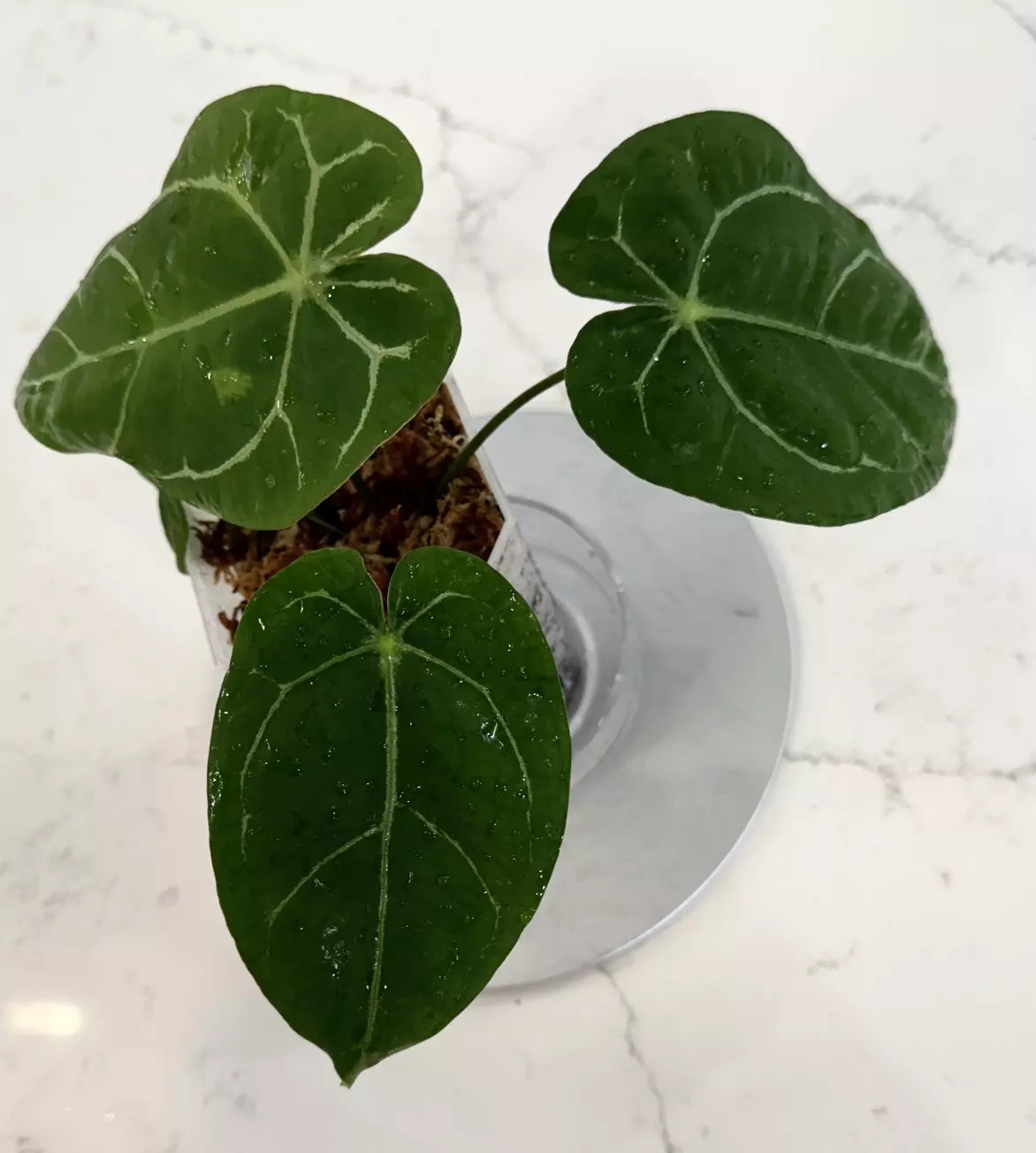 plant/Anthurium Hoffmanii x AOS “Indo/Green Form” in Cataphyll-1