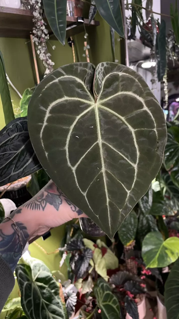 plant/Anthurium SKG Grey X Black Widow Michelle-0