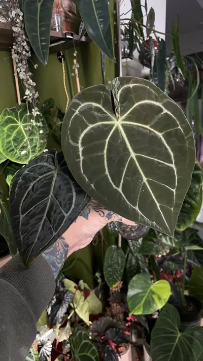 plant/Anthurium SKG Grey X Black Widow Michelle-2-thumbnail