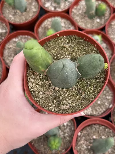 plant/Penis Cactus - Triple Node (Short Form) 4”-0-thumbnail