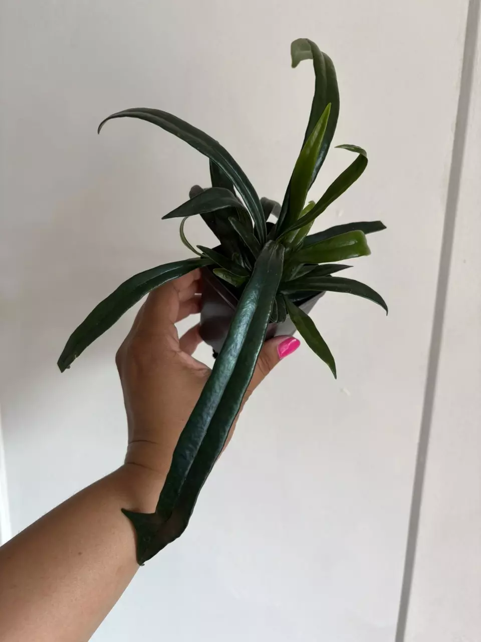 plant/Blue Oil Fern-4