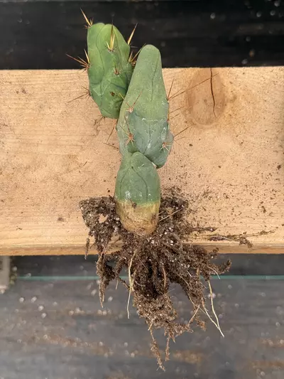 plant/Penis Cactus - Triple Node (Short Form) 4”-2-thumbnail